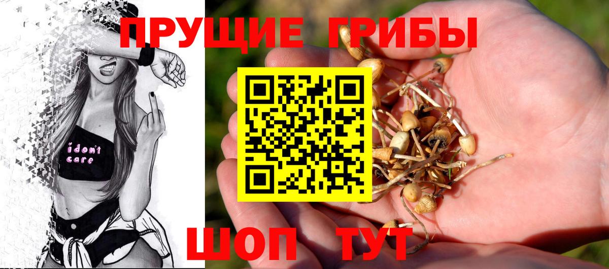 Псилоцибиновые грибы Cubensis Саяногорск